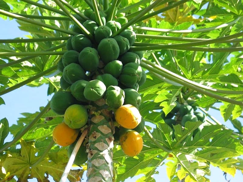 Papayas of Marrickville