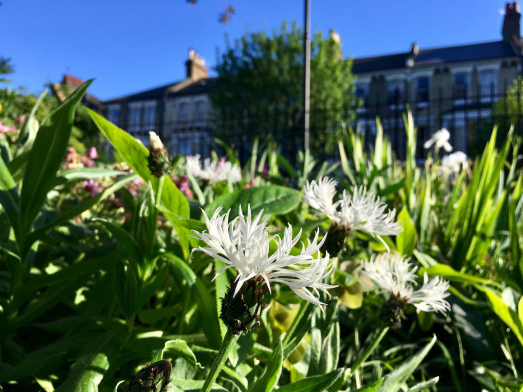 Allium ursinums Vauxhall Gardens