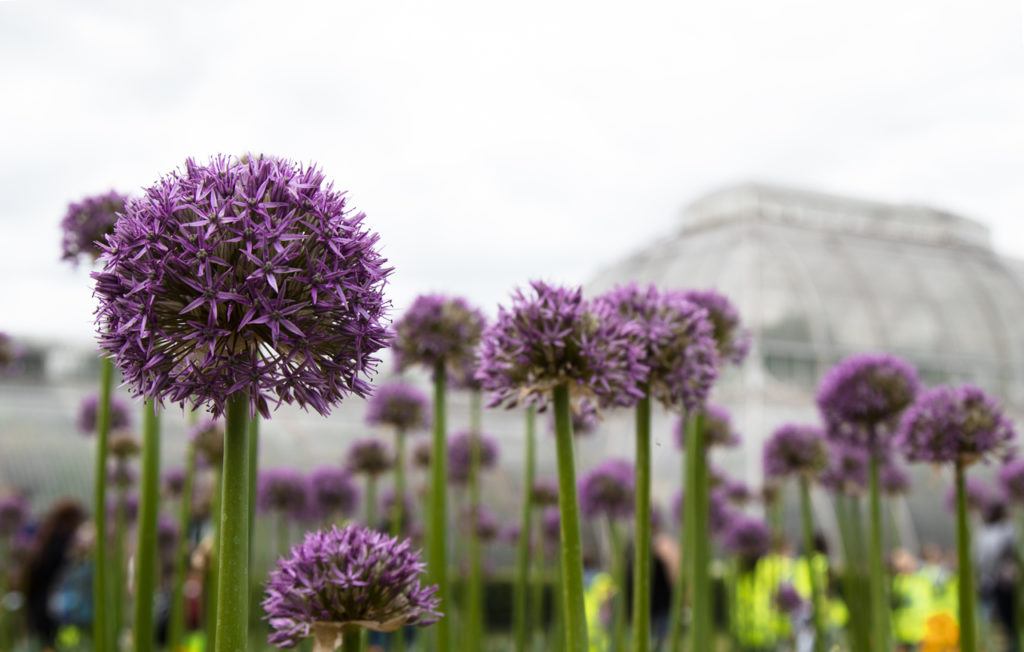 Alliums, Kew Gardens