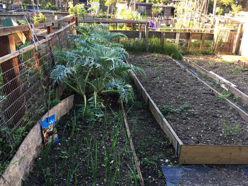 Artichokes, Vauxhall allotments