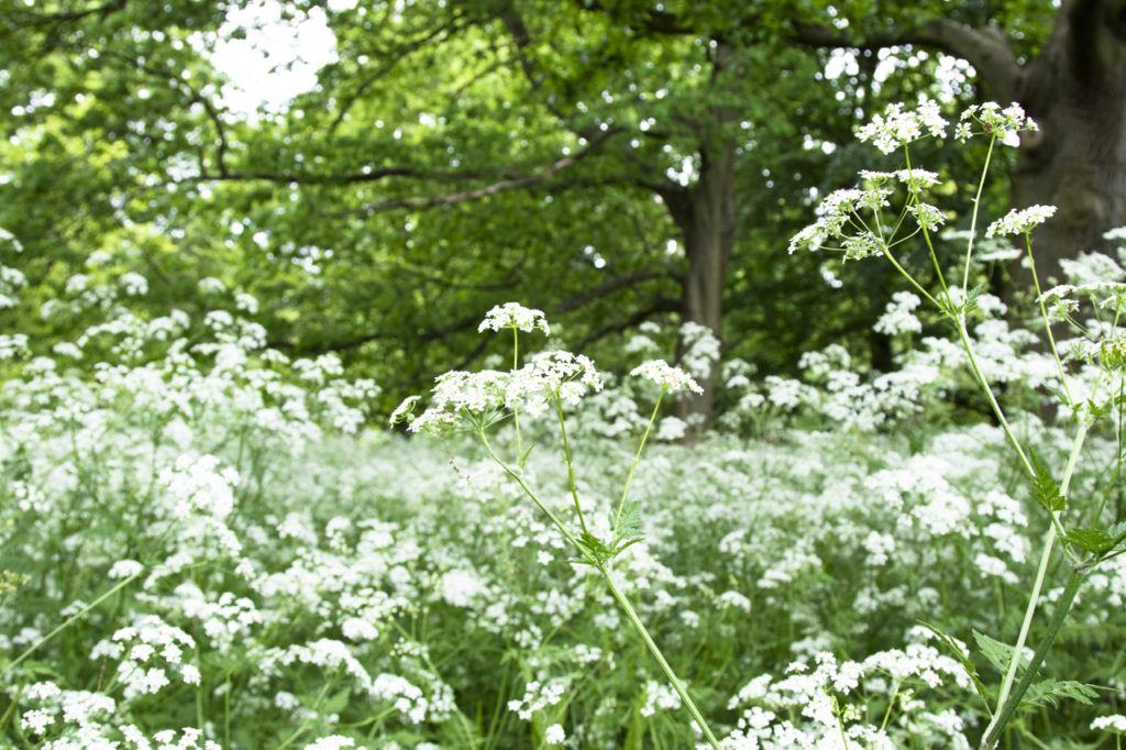 Anthriscus sylvestris. Kew Gardens