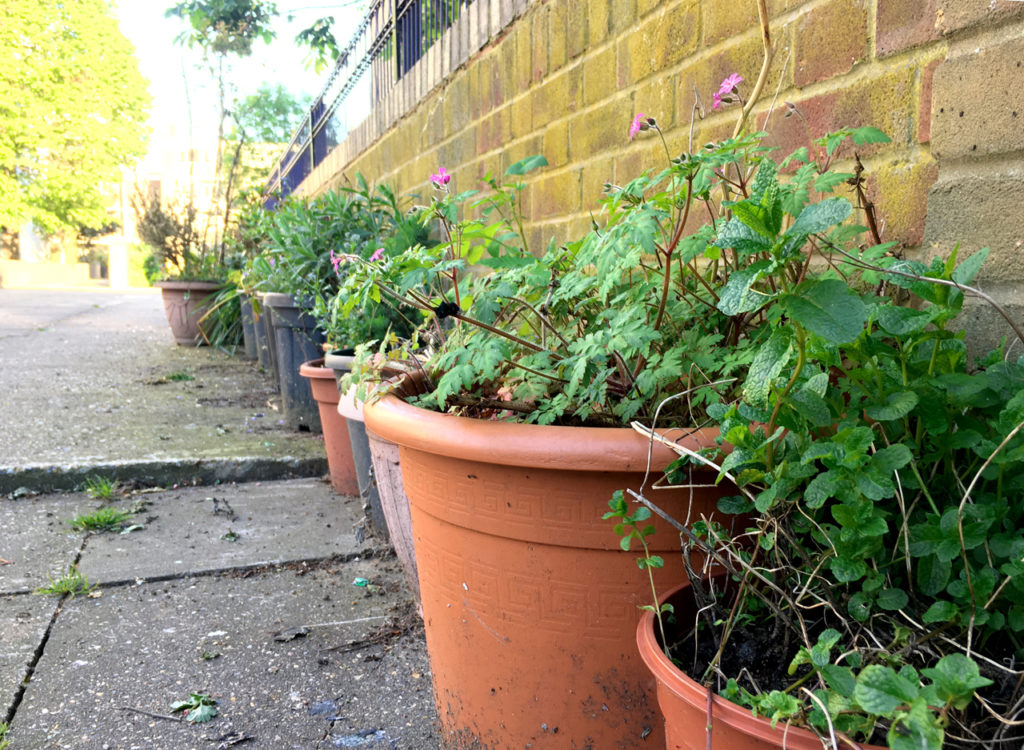 Edge garden with Geranium robertianum