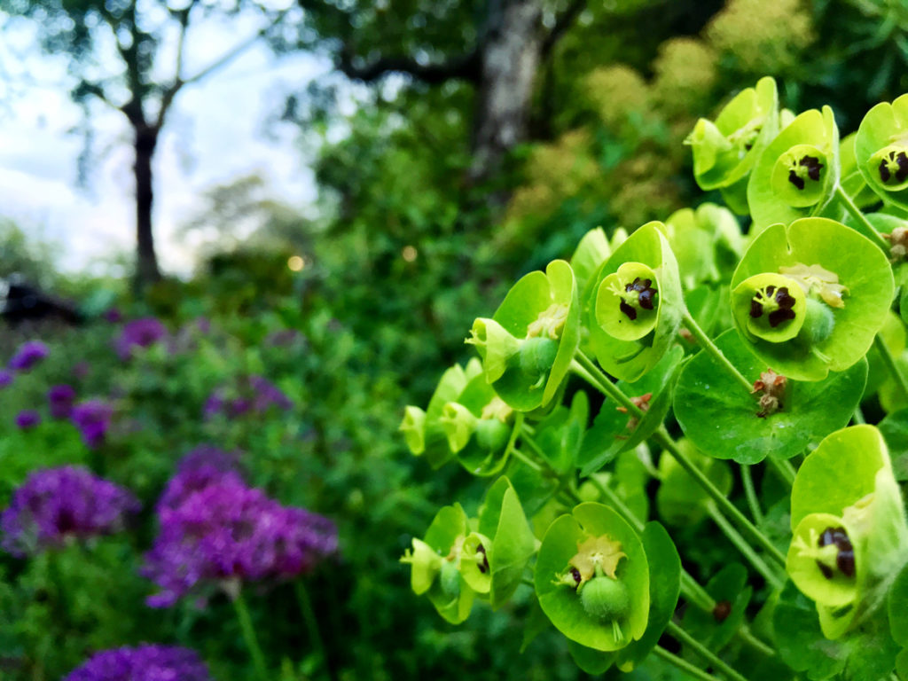 KenningtonEuphorbia and alliums, Bee Urban, Kennington Park