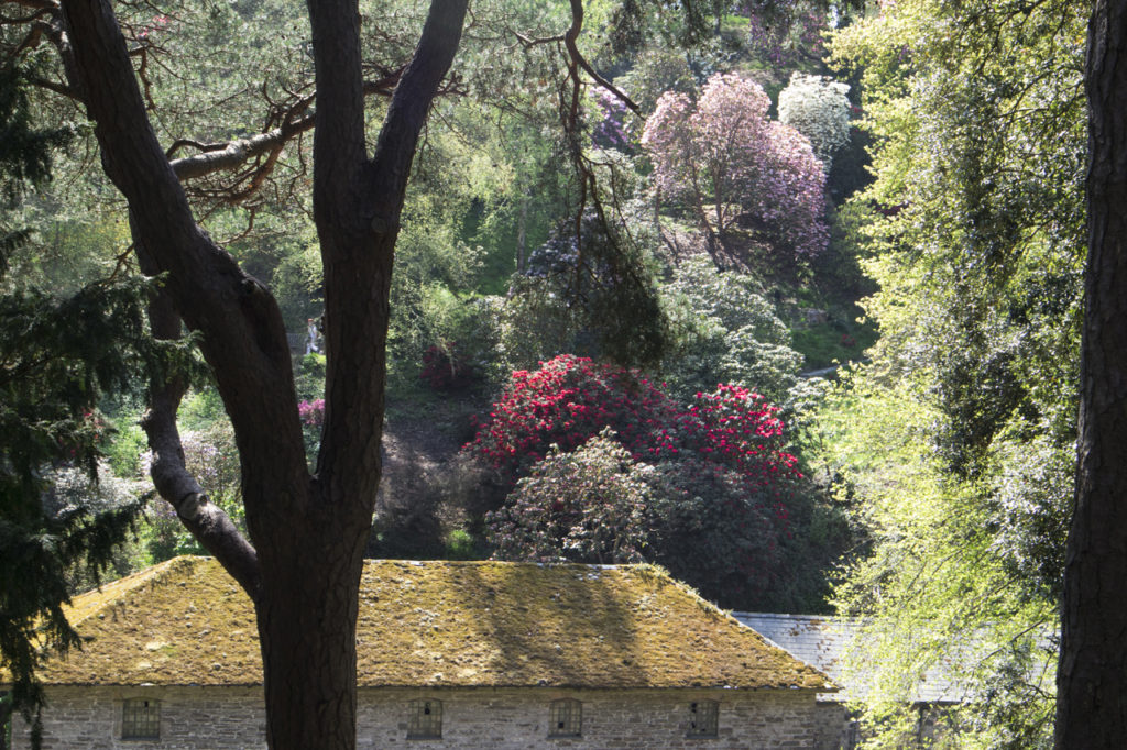 The mill and rhododendrons, Bodnant Garden