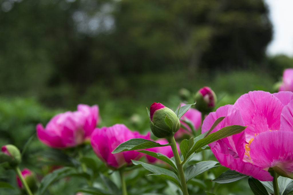 Pink peony Kew Gardens
