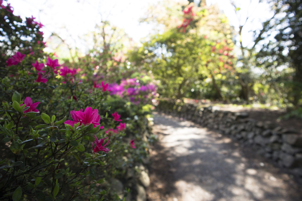 Pink rhododendron, Bodnant Garden