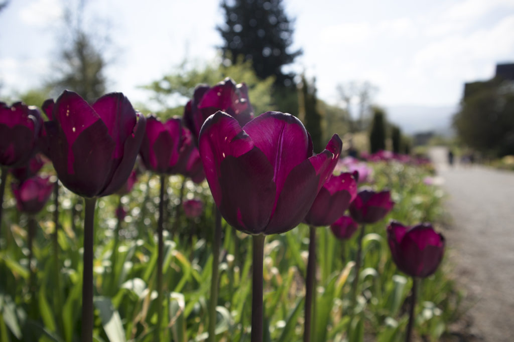 Tulips, Bodnant Gardens