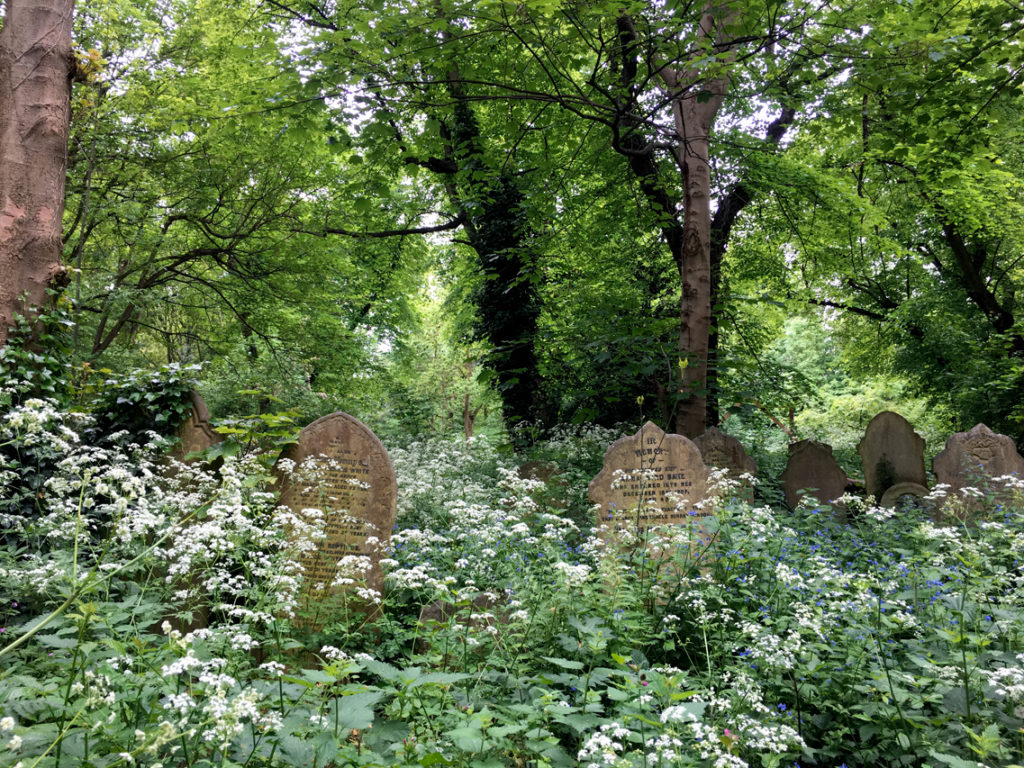 Anthriscus sylvestris, Tower Hamlets Cemetery Park