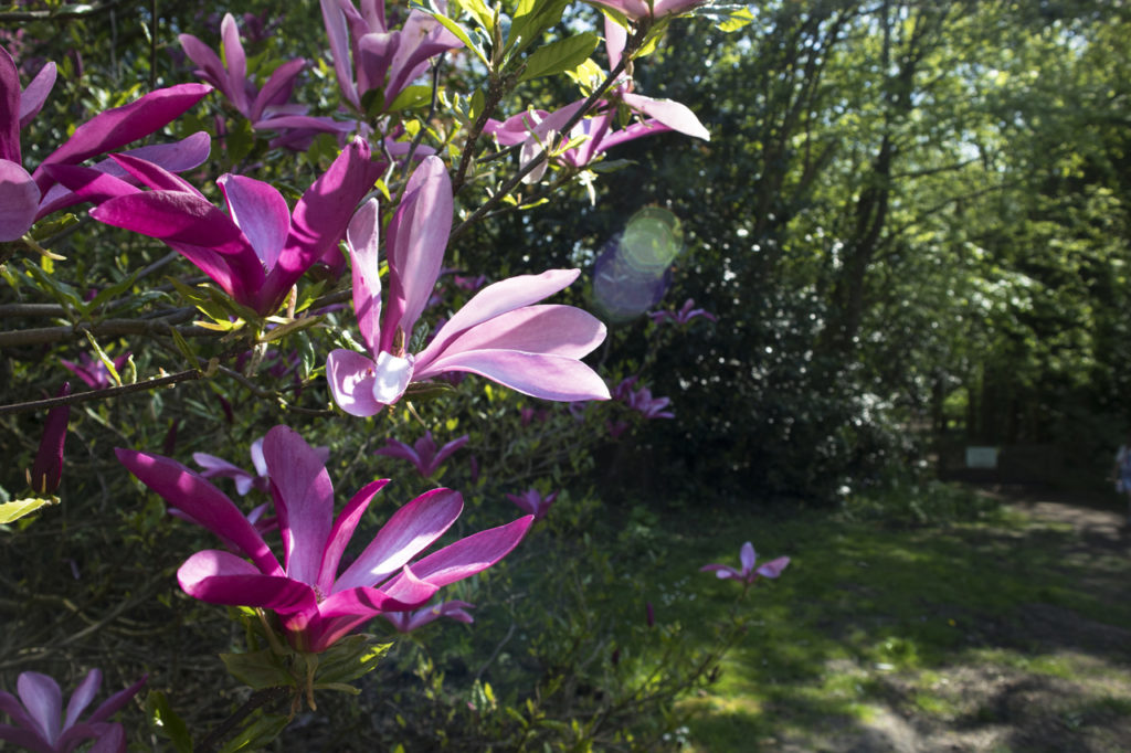 Magnolia, Speke Hall