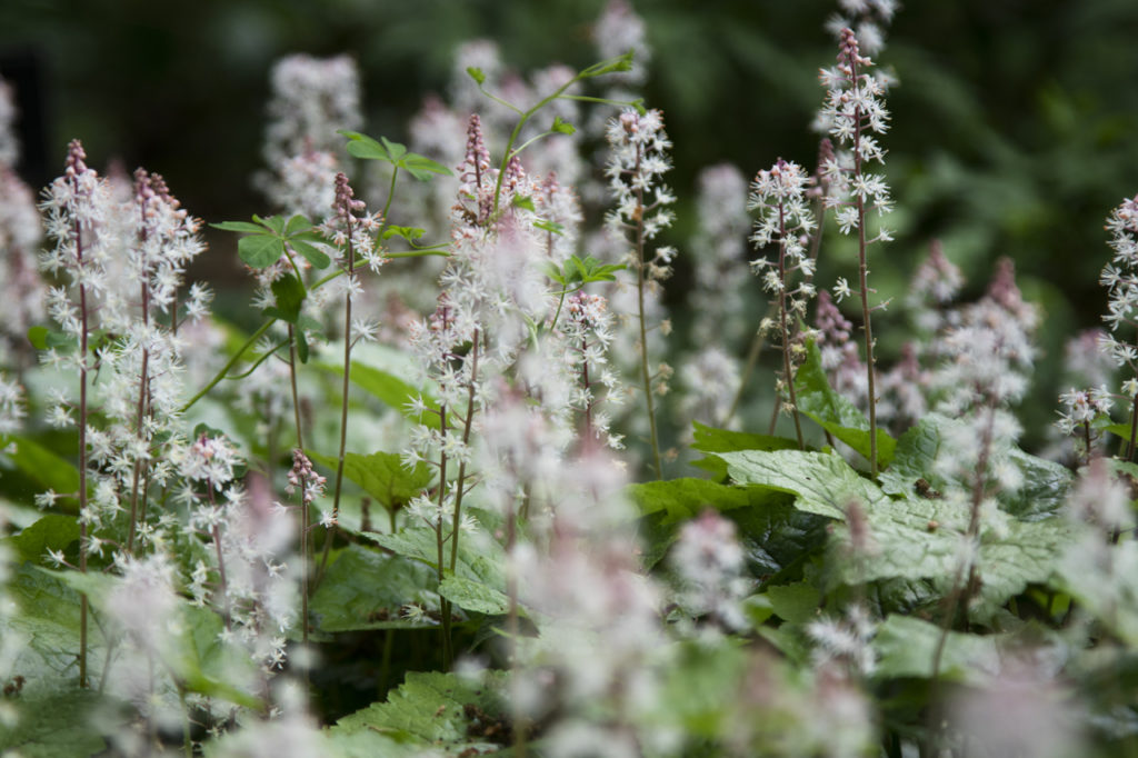 Undergrowth, Kew Gardens