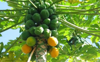 Papayas of Marrickville