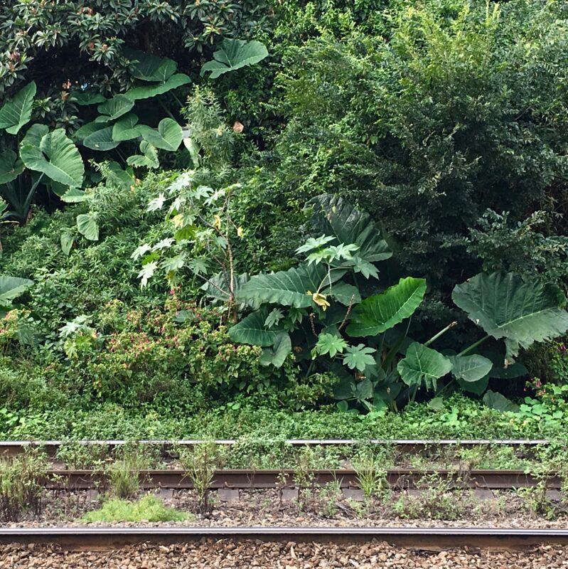 Spontaneous gardens of migrants plants: a banana grove, taro, papaya and sweet potatoes growing along the rail tracks