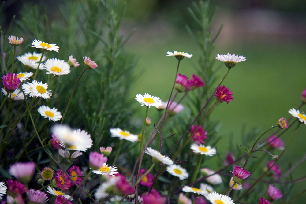 St John's Community Garden: An Interview With Ruth Mollison