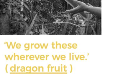 Walk 3 – Dragon Fruit