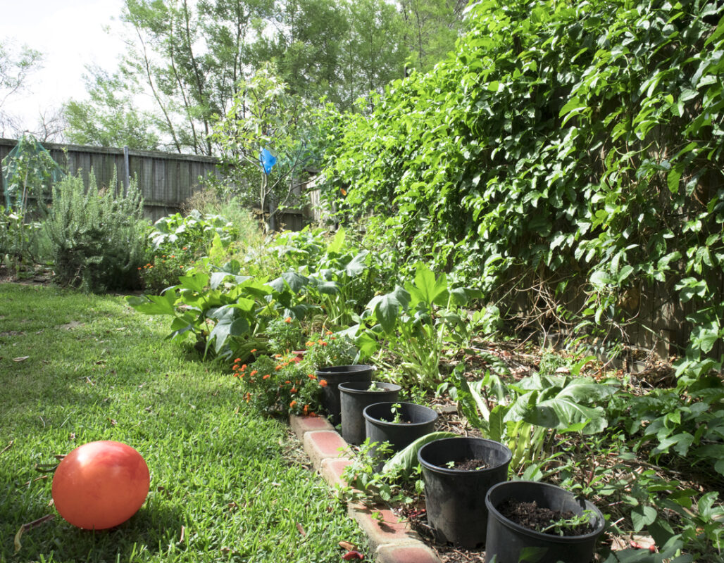 A loan, an orange ball in the foreground, vegetables on the right