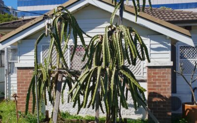 Following dragon fruits in Bankstown