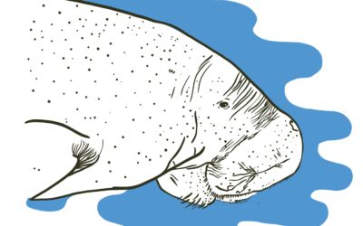 Water Stories: Exhibition,  Walkshop and Rizzeria Workshop